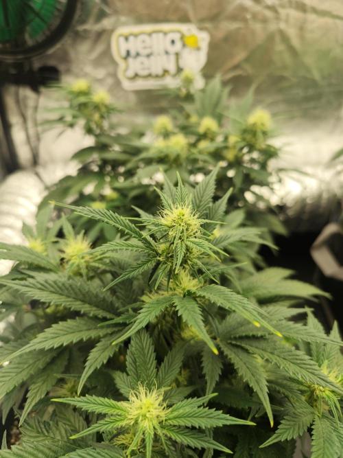 Hella Jelly Auto 🍯🌿. Week 5 - 20.07.2026