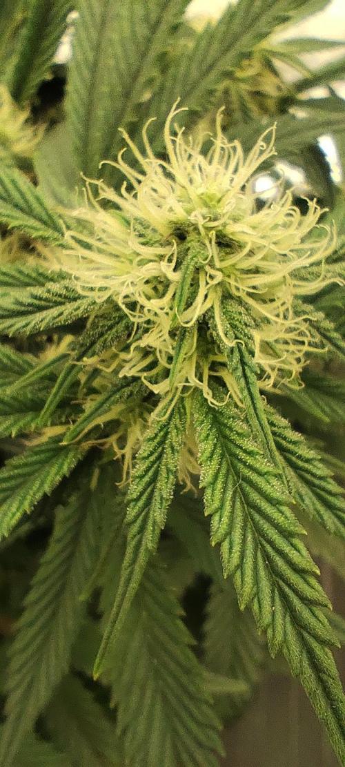 Hella Jelly Auto 🍯🌿. Week 5 - 20.07.2026