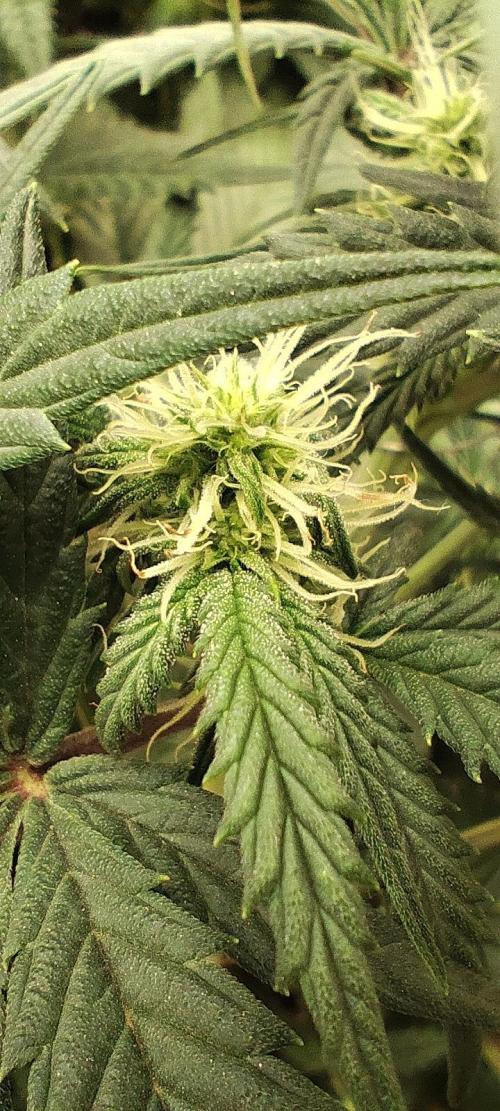 Hella Jelly Auto 🍯🌿. Week 5 - 20.07.2026