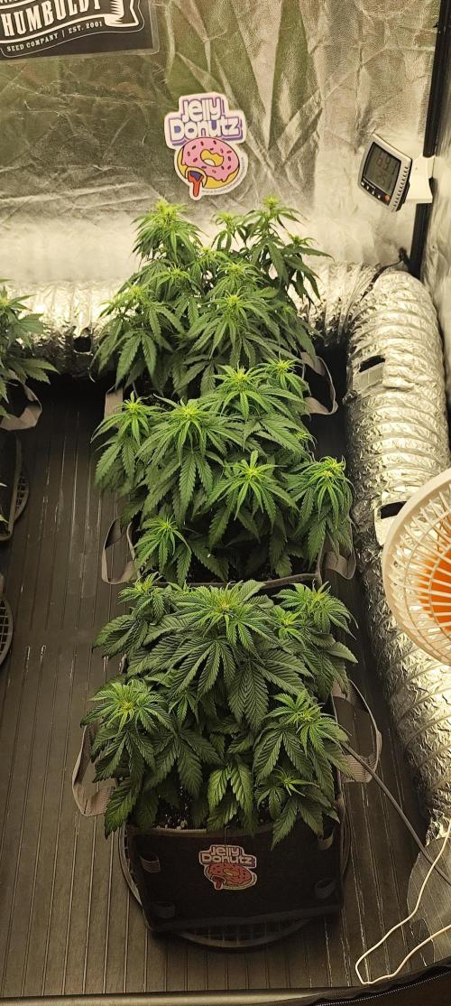 Jelly Donutz Auto 🍩. Week 5 - JELLY DONUTZ AUTO - HUMBOLDT SEED COMPANY 