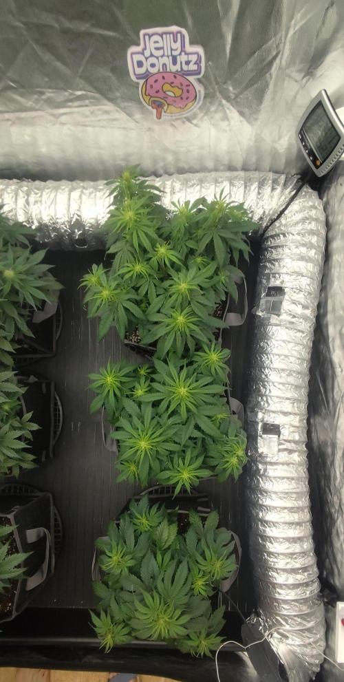 Jelly Donutz Auto 🍩. Week 5 - JELLY DONUTZ AUTO - HUMBOLDT SEED COMPANY 