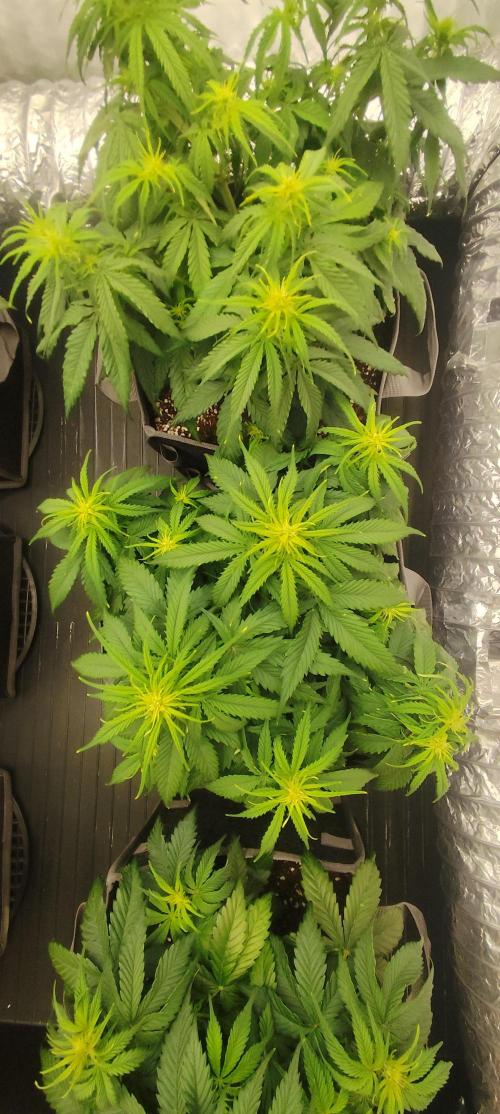 Jelly Donutz Auto 🍩. Week 5 - SPRINKLES 