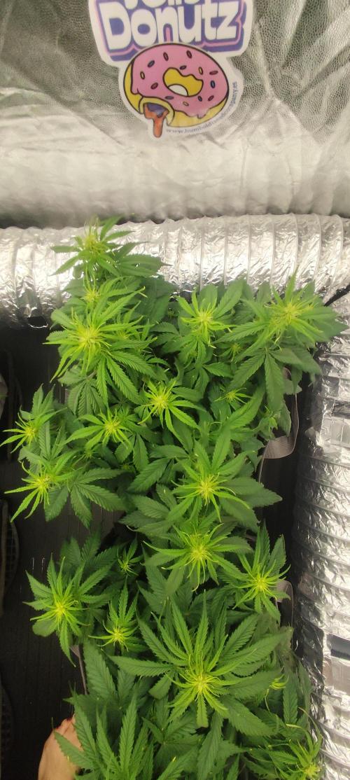 Jelly Donutz Auto 🍩. Week 5 - MAPLE