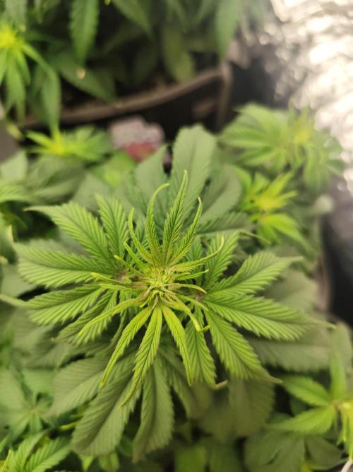 Jelly Donutz Auto 🍩. Week 5 - 20.07.2026