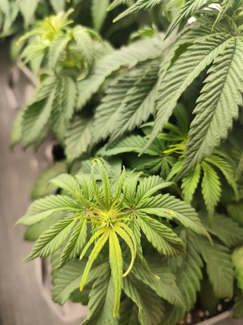 Jelly Donutz Auto 🍩. Week 5 - 20.07.2026