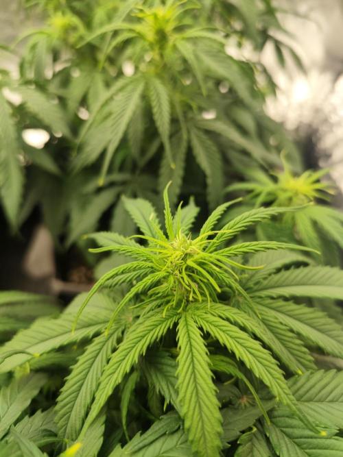 Jelly Donutz Auto 🍩. Week 5 - 20.07.2026