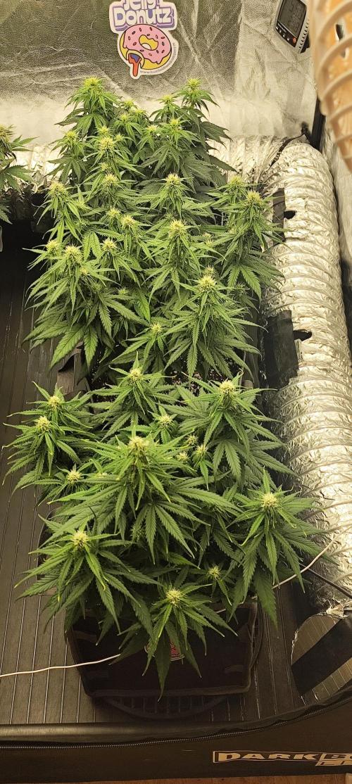 Jelly Donutz Auto 🍩. Week 6 - 30.07.2026