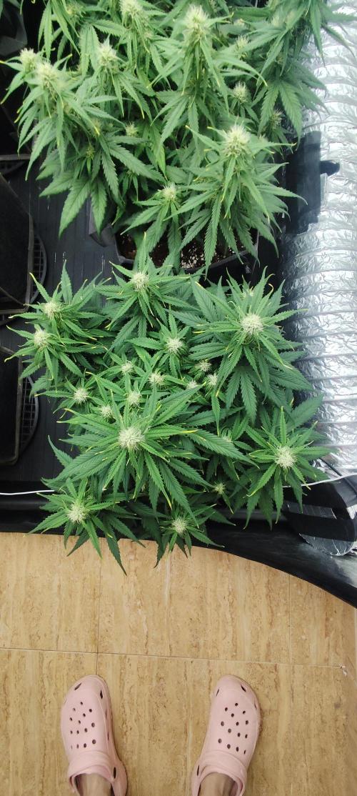 Jelly Donutz Auto 🍩. Week 6 - SPRINKLES