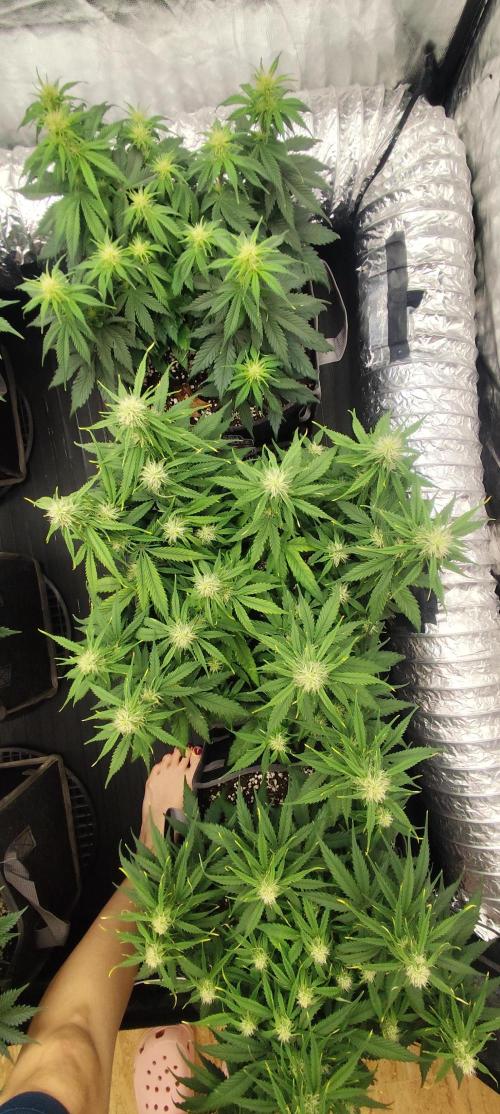 Jelly Donutz Auto 🍩. Week 6 - MAPLE