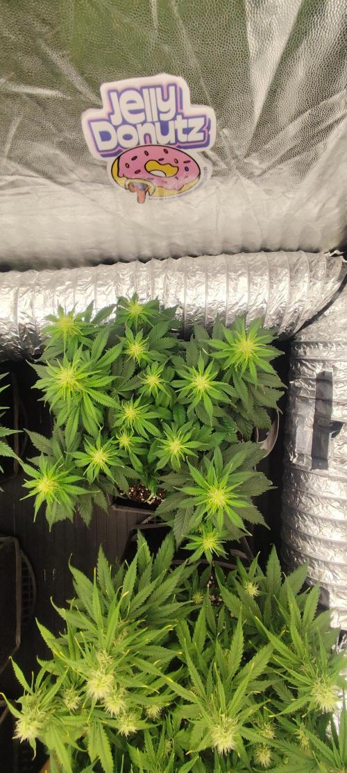 Jelly Donutz Auto 🍩. Week 6 - GLAZE