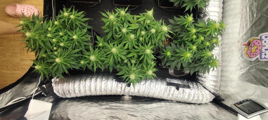 Jelly Donutz Auto 🍩. Week 6 - 30.07.2026