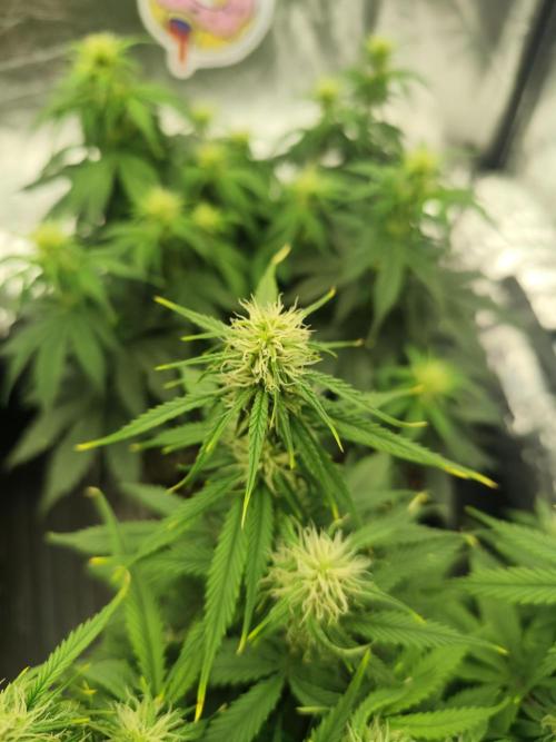 Jelly Donutz Auto 🍩. Week 6 - 30.07.2026