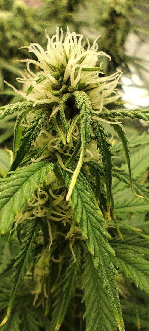 Jelly Donutz Auto 🍩. Week 6 - 30.07.2026