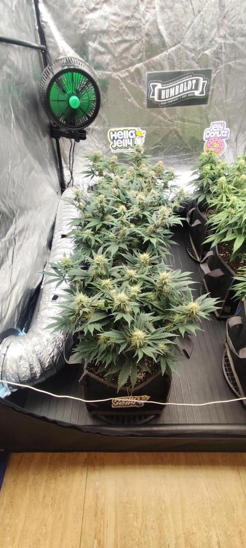 Hella Jelly Auto 🍯🌿. Week 6 - 30.07.2026
