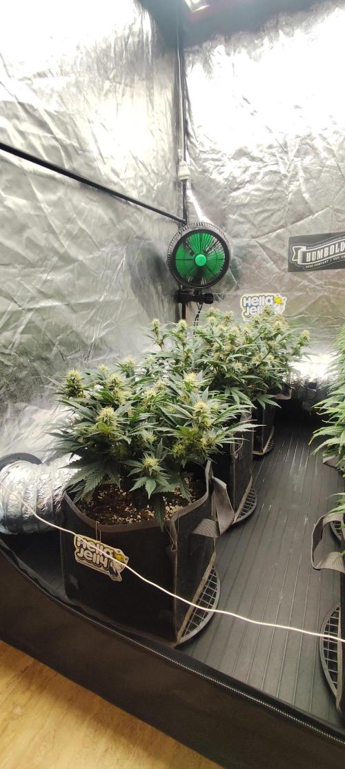 Hella Jelly Auto 🍯🌿. Week 6 - 30.07.2026