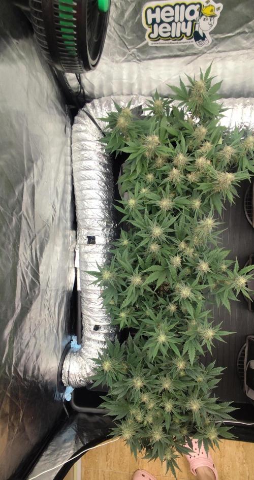 Hella Jelly Auto 🍯🌿. Week 6 - 30.07.2026
