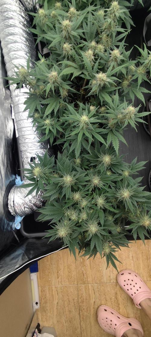 Hella Jelly Auto 🍯🌿. Week 6 - MOCHI