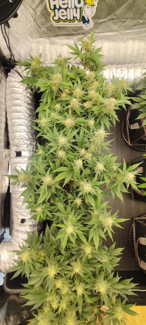 Hella Jelly Auto 🍯🌿. Week 6 - JINX