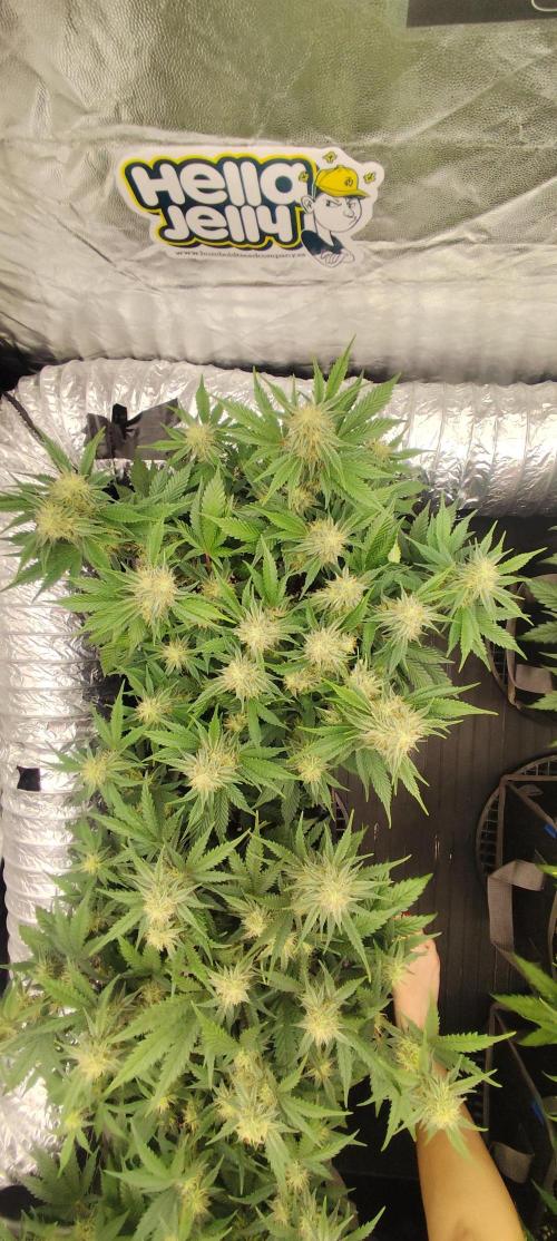 Hella Jelly Auto 🍯🌿. Week 6 - JELLYBEAN
