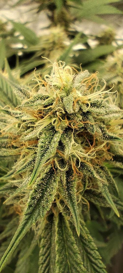 Hella Jelly Auto 🍯🌿. Week 6 - 30.07.2026