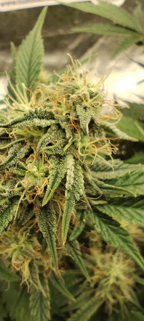 Hella Jelly Auto 🍯🌿. Week 6 - 30.07.2026