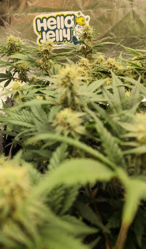 Hella Jelly Auto 🍯🌿. Week 6 - 30.07.2026