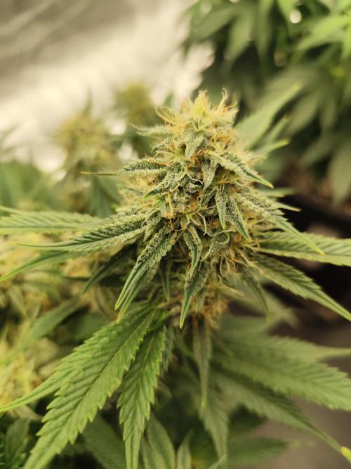 Hella Jelly Auto 🍯🌿. Week 6 - 30.07.2026