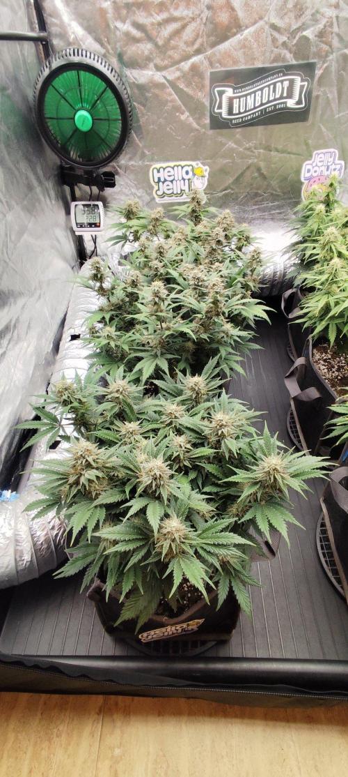 Hella Jelly Auto 🍯🌿. Week 7
