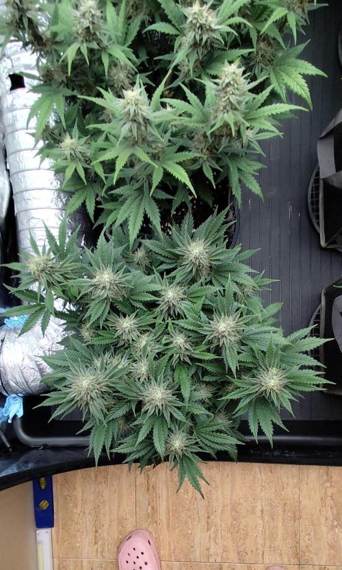 Hella Jelly Auto 🍯🌿. Week 7 - Mochi