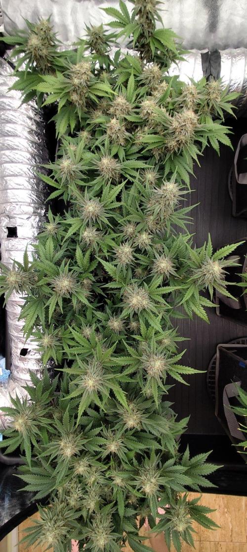 Hella Jelly Auto 🍯🌿. Week 7 - Jinx