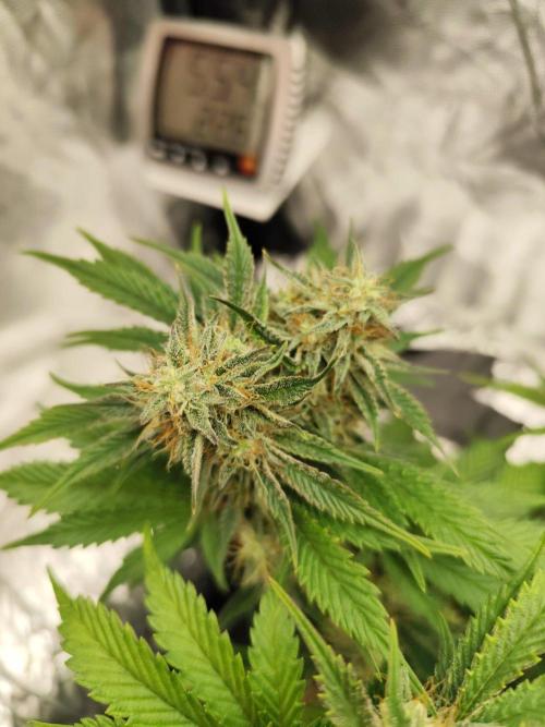 Hella Jelly Auto 🍯🌿. Week 7