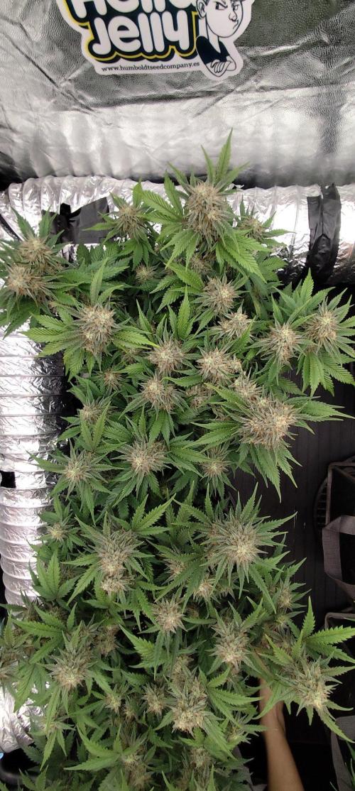 Hella Jelly Auto 🍯🌿. Week 7 - Jellybean