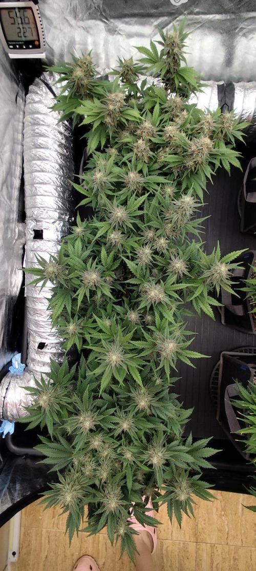 Hella Jelly Auto 🍯🌿. Week 7