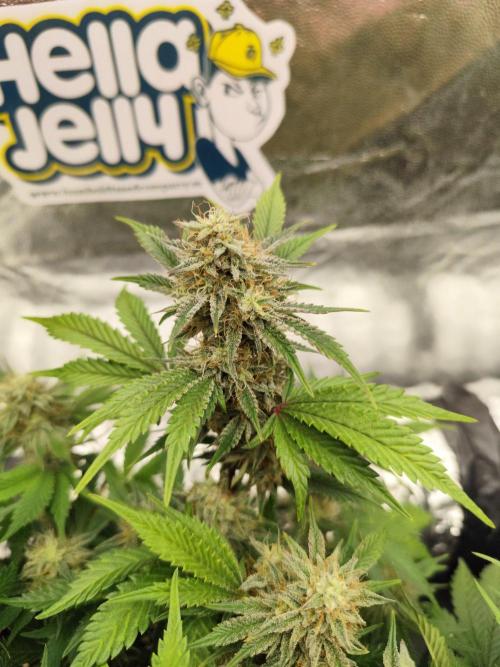Hella Jelly Auto 🍯🌿. Week 7