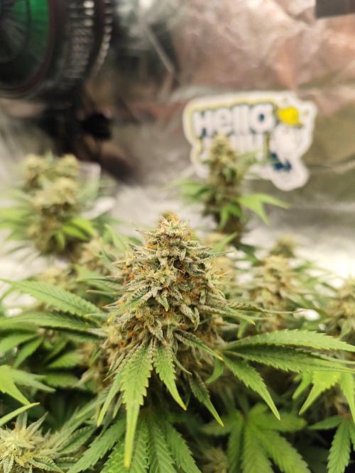 Hella Jelly Auto 🍯🌿. Week 7