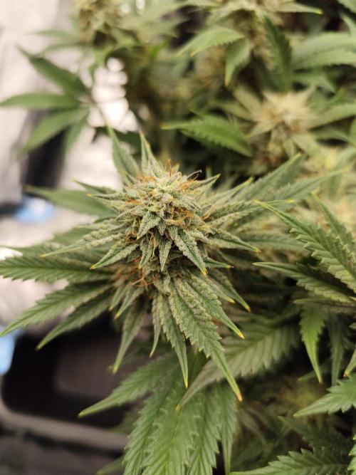 Hella Jelly Auto 🍯🌿. Week 7