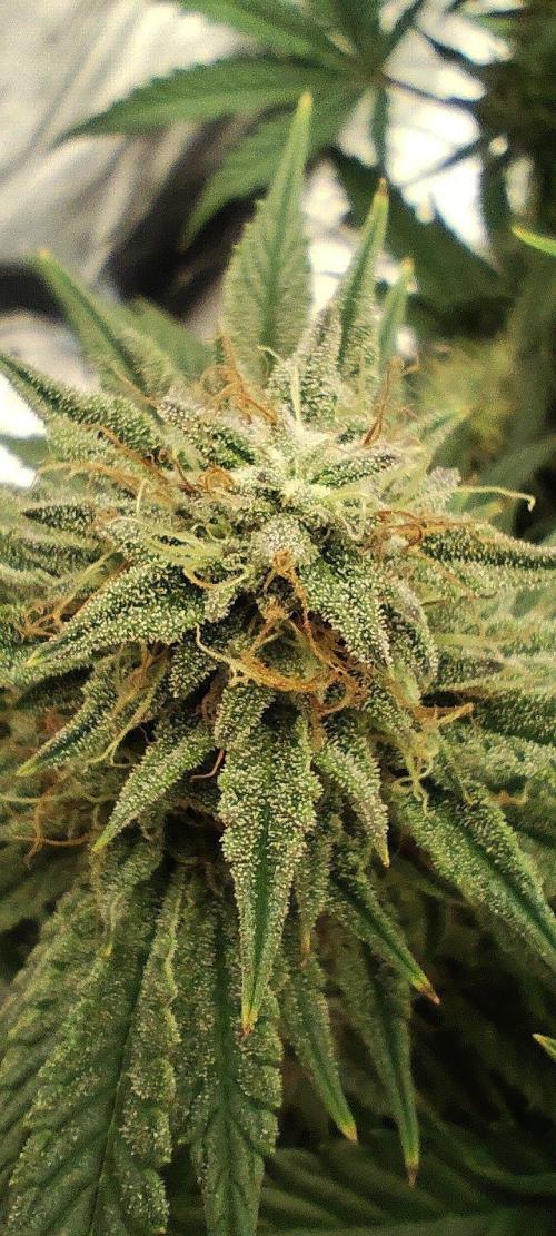 Hella Jelly Auto 🍯🌿. Week 7