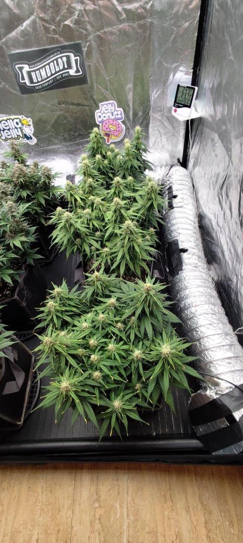 Jelly Donutz Auto 🍩. Week 7