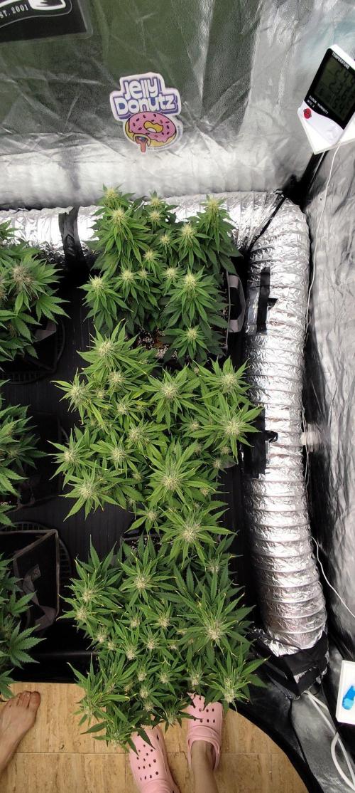 Jelly Donutz Auto 🍩. Week 7