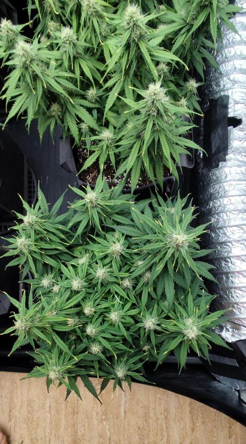 Jelly Donutz Auto 🍩. Week 7