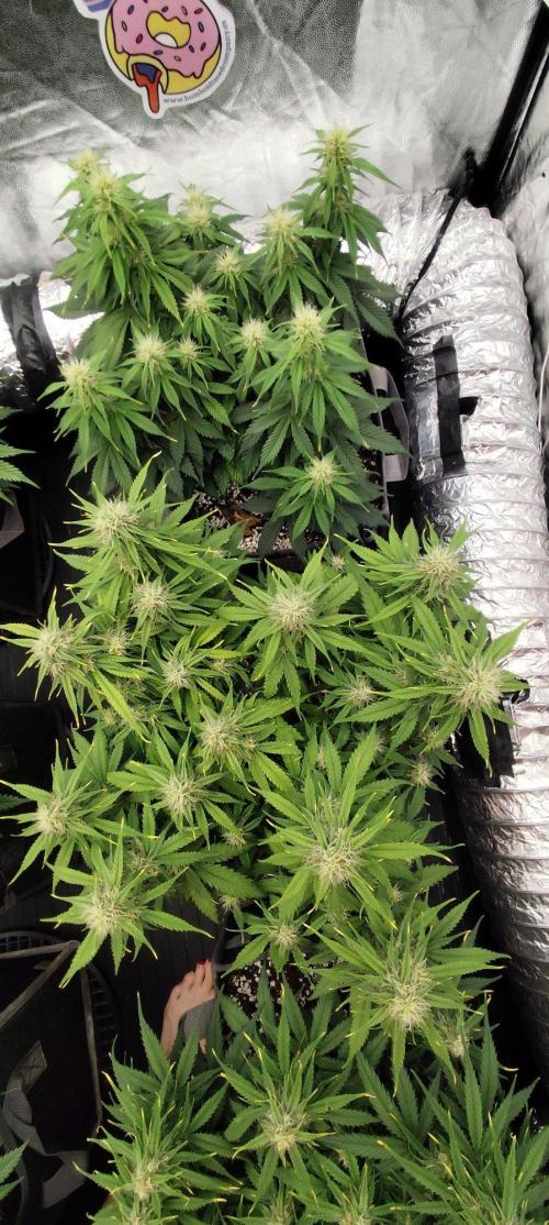 Jelly Donutz Auto 🍩. Week 7