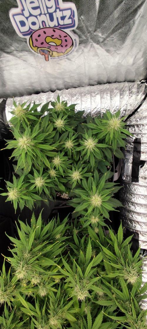 Jelly Donutz Auto 🍩. Week 7