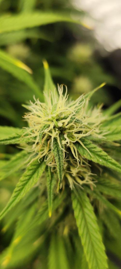 Jelly Donutz Auto 🍩. Week 7
