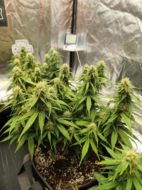 Jelly Donutz Auto 🍩. Week 7