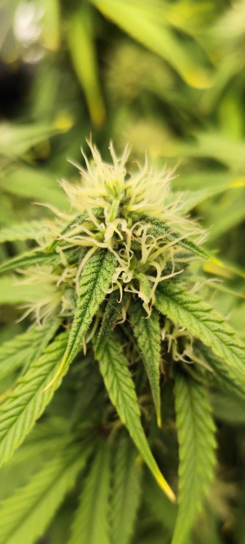 Jelly Donutz Auto 🍩. Week 7