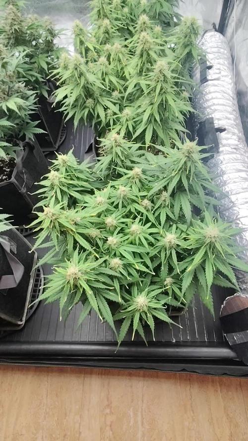 Jelly Donutz Auto 🍩