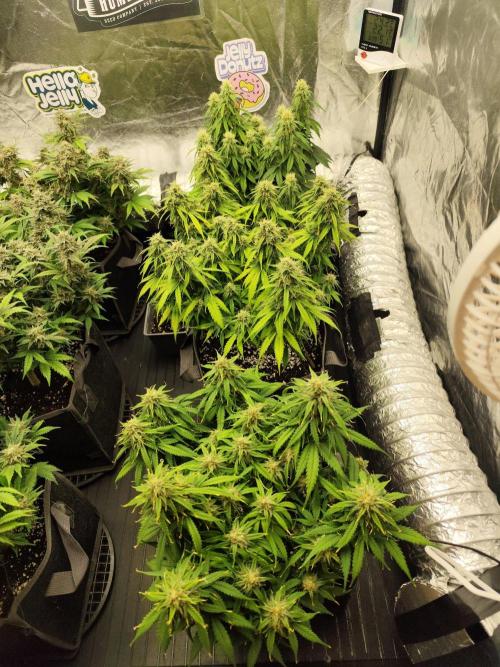 Jelly Donutz Auto 🍩. Week 8 - 14.08.2026