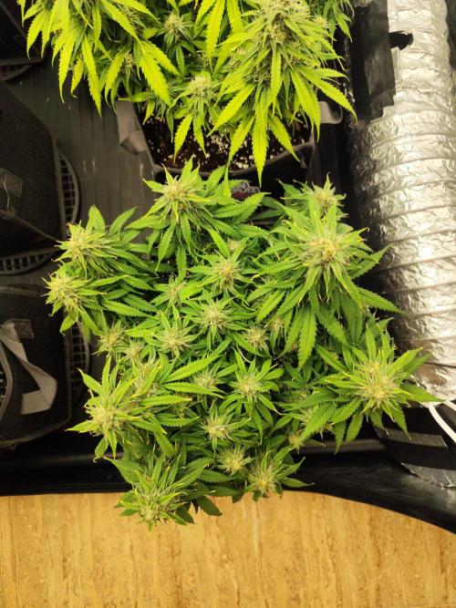 Jelly Donutz Auto 🍩. Week 8 - SPRINKLES
