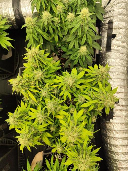 Jelly Donutz Auto 🍩. Week 8 - MAPLE