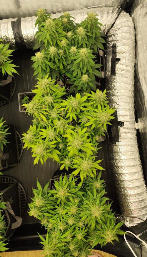 Jelly Donutz Auto 🍩. Week 8 - 14.08.2026